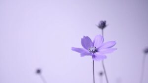 Minimal purple flower on a soft background representing clarity and quality in German to English translation