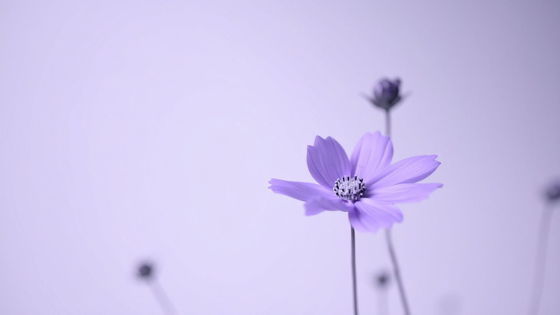 Minimal purple flower on a soft background representing clarity and quality in German to English translation