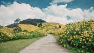 Path through a landscape representing the adaptation needed to make German marketing effective in English-speaking markets